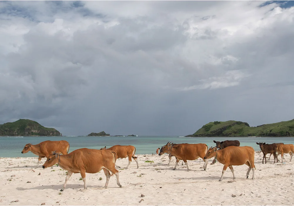 Silent Tanjung Aan Lombok