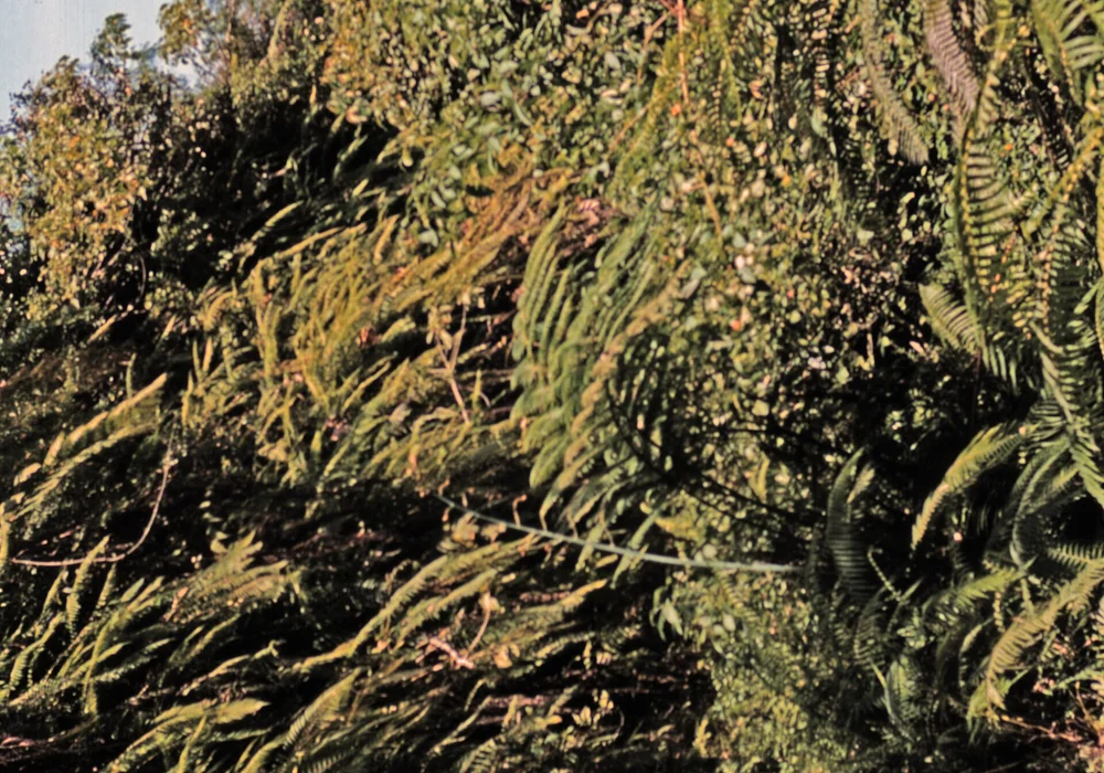 Title: Bos te Tetebatu op Lombok, KITLV D13460Author/creator: Steijlen, FridusShelfmark: KITLV D13460Subject (topical): ForestsLandscapesSubject (geographic): Lombok TimurLanguage: No linguistic contentCountry: No place, unknown, or undeterminedPublished: 1979.Persistent URL: http://hdl.handle.net/1887.1/item:875444Extent: Digital image