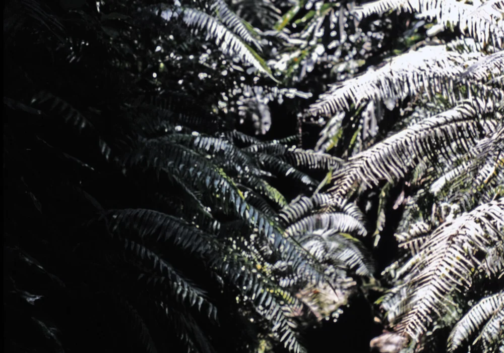 Title: Bos te Tetebatu op Lombok, KITLV D13461Author/creator: Steijlen, FridusShelfmark: KITLV D13461Subject (topical): ForestsLandscapesSubject (geographic): Lombok TimurLanguage: No linguistic contentCountry: No place, unknown, or undeterminedPublished: 1979.Persistent URL: http://hdl.handle.net/1887.1/item:874404Extent: Digital image
